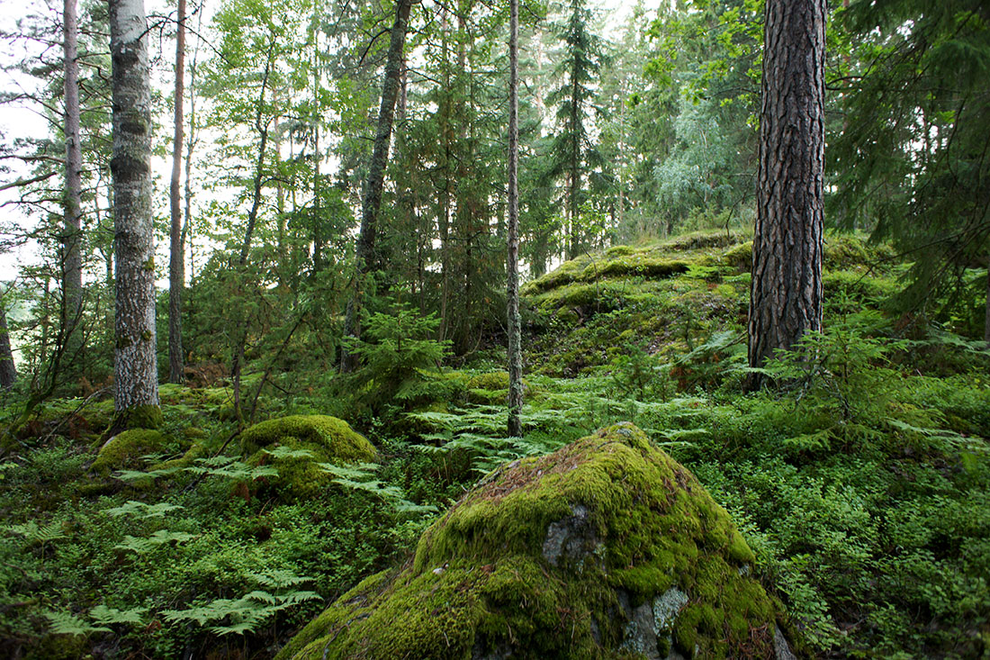 Where is Europe’s last primary forest?