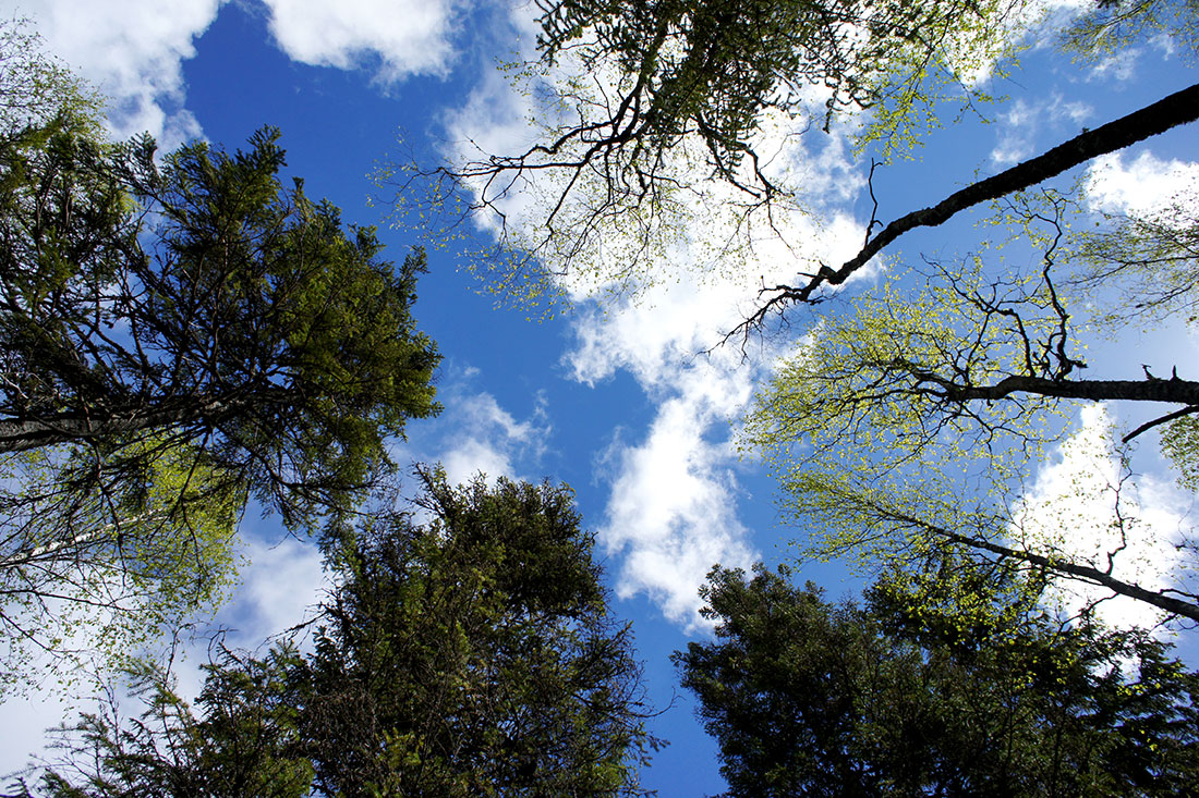 Greensway - Limes Norrlandicus