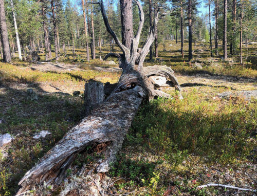 Naturvärdesbedömningar i Norrbottens inland
