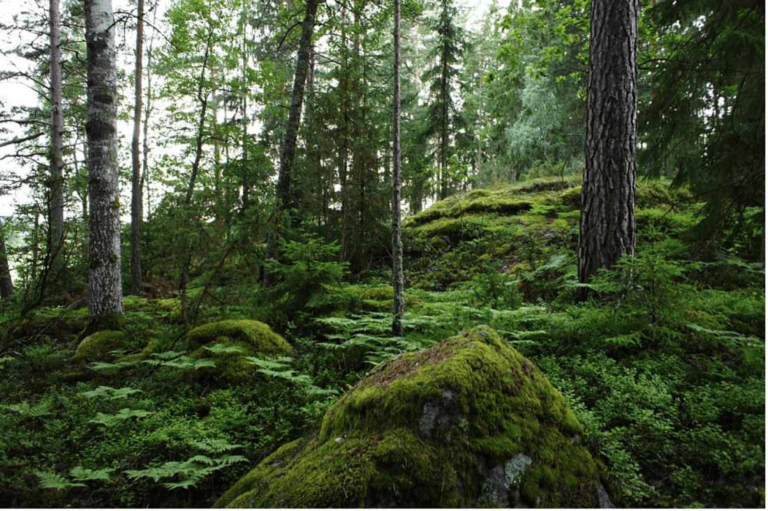 Pressmeddelande: Greensway Digital lanserar en ny metod för naturvärdesbedömning av skog