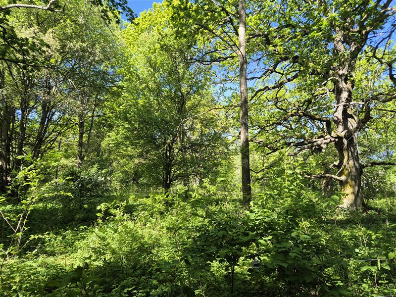 Greensway rekryterar ekologikonsulter