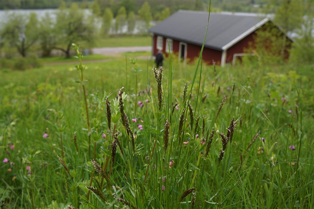 Verktyg för kommuners biodiversitetsarbete går in i pilotfas